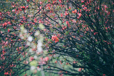 Flowers on tree