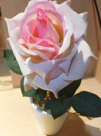 Close-up of flower on table