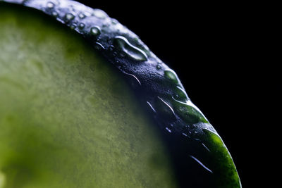 Close-up of water drops on leaf against black background