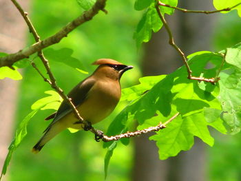 Close-up of bird perching on branch