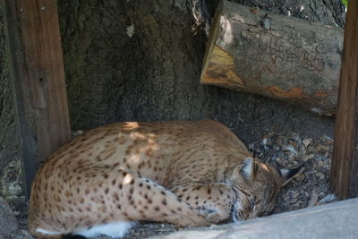 Cat sleeping in a zoo