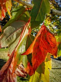 Close-up of red leaves