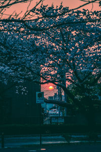 Cherry tree by illuminated building against sky