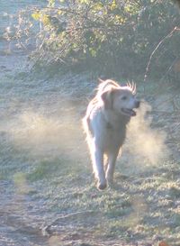 Dog in sunlight