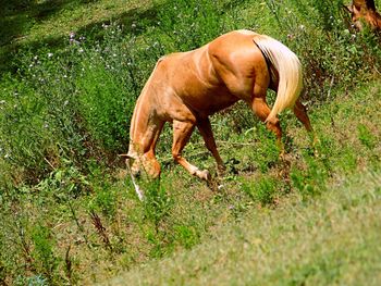 Horse grazing on grassy field