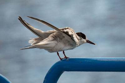 Close-up of seagull perching on railing