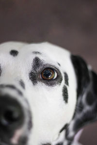 Close-up of dog - dalmatian