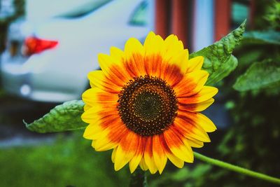 Close-up of sunflower