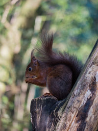 Close-up of monkey on tree