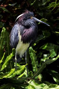 Close-up of bird perching on a plant