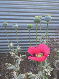 Close-up of pink tulips blooming in park