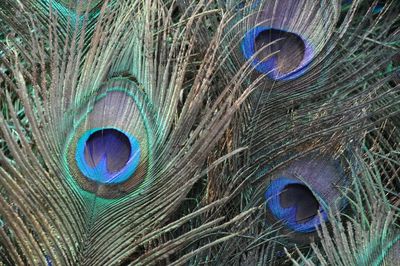 Close-up of peacock feathers