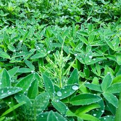 Full frame shot of raindrops on leaves