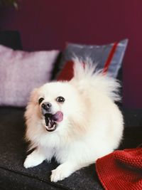 Portrait of white dog at home