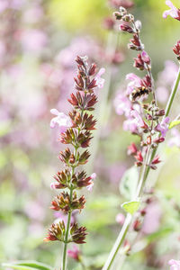 Close-up of pink flowering plant