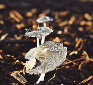 Close-up of mushroom growing on field