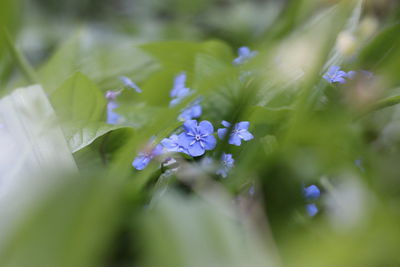 Close-up of purple flowers