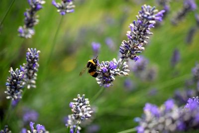 Bee pollinating on purple flower