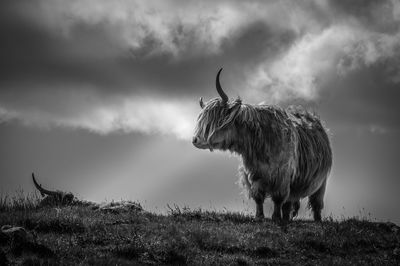 Black and white portrait of pair of highlander cows on a meadow in a windy day, scotland