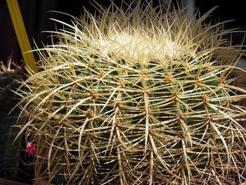 Close-up of cactus