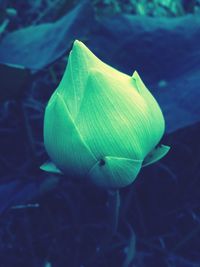 Close-up of flower blooming outdoors
