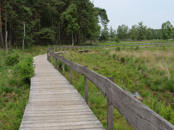 The forest of diersfordt in germany