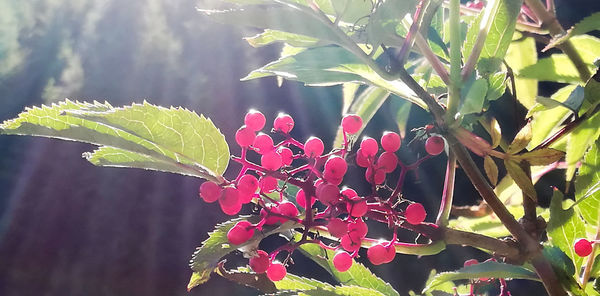 Close-up of red flowering plant