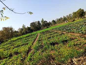 Scenic view of field against clear sky