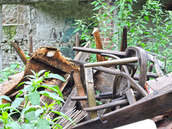 Close-up of plants in greenhouse