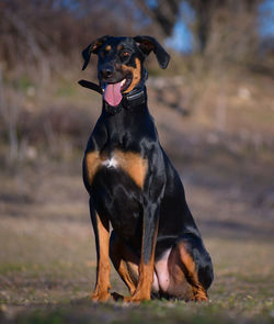 Dog sitting on field