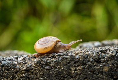 Close-up of snail on rock