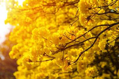 Close-up of yellow flowering plant