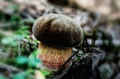 Close-up of mushroom growing outdoors