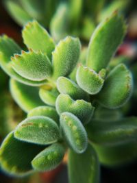 Close-up of succulent plant