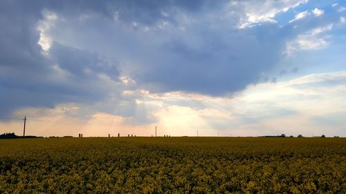 Scenic view of field against sky