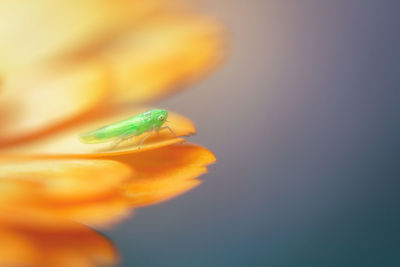 Close-up of yellow flower against blurred background