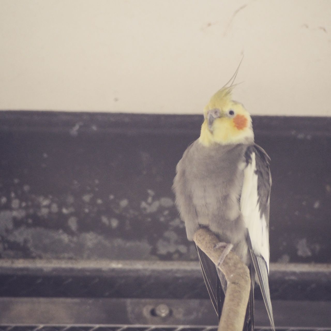 animal themes, one animal, bird, animals in the wild, wildlife, focus on foreground, perching, close-up, full length, looking away, side view, animal head, domestic animals, copy space, day, zoology, no people, wall - building feature, nature, outdoors