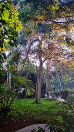Trees growing in park