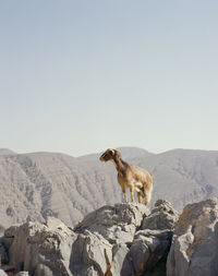 Dog standing on mountain against clear sky