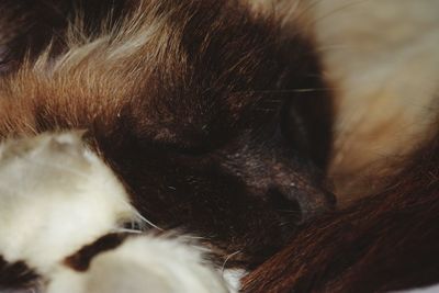 Close-up of cat sleeping