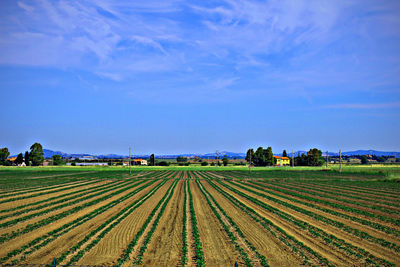 Scenic view of agricultural field against blue sky