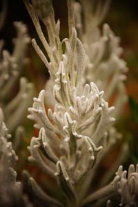 Close-up of flower blooming outdoors