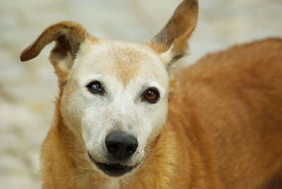 Cute red haired dog looking at camera, with cataract desease on one eye