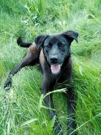 Portrait of dog on grass