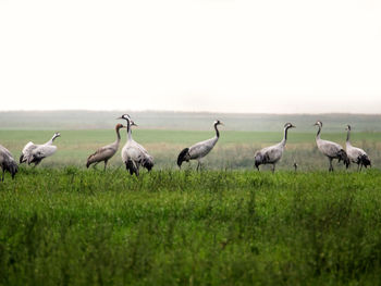 Flock of birds on grassy field against clear sky