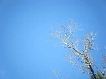 Low angle view of bare trees against clear blue sky