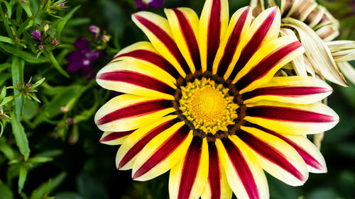 Close-up of yellow flower