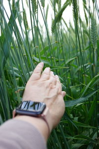 grass