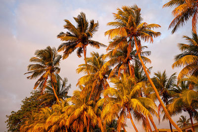 Palm trees reflecting orange and yellow sunset