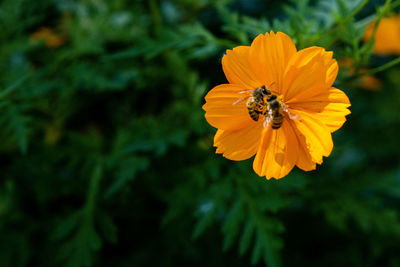 flowering plant